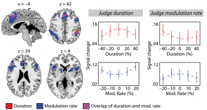Brain regions associated with selective attending to and selective ignoring of temporal stimulus features.